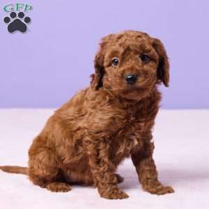 Mia, Miniature Poodle Puppy